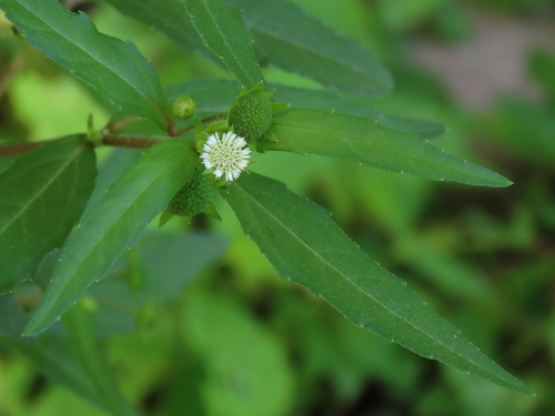 Eclipta erecta