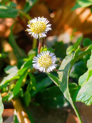 Eclipta prostrata