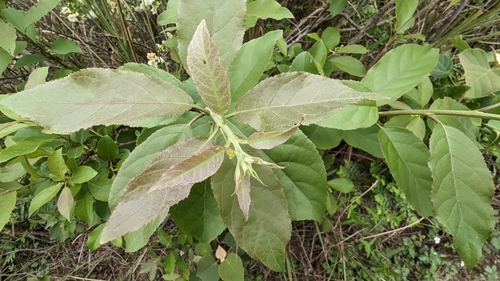 Ehretia acuminata