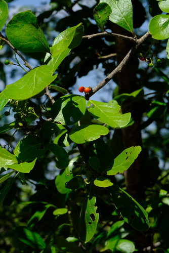 Ehretia amoena