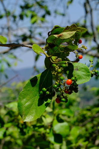 Ehretia amoena