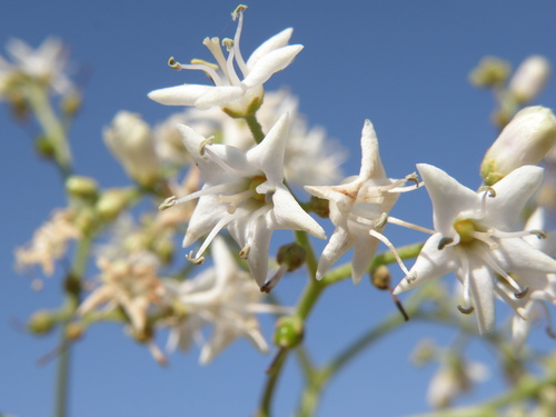 Ehretia laevis