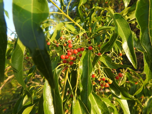 Ehretia saligna