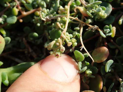 Einadia trigonos