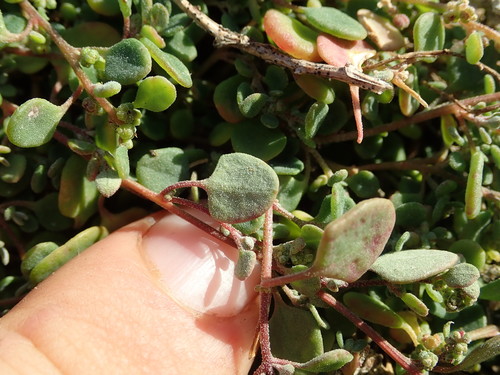 Einadia trigonos