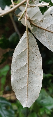 Elaeagnus conferta
