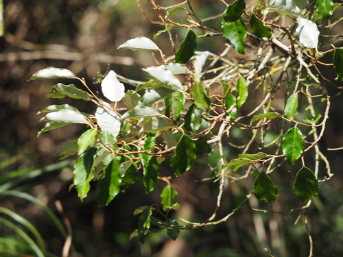 Elaeagnus glabra