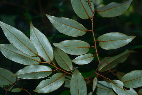 Elaeagnus glabra