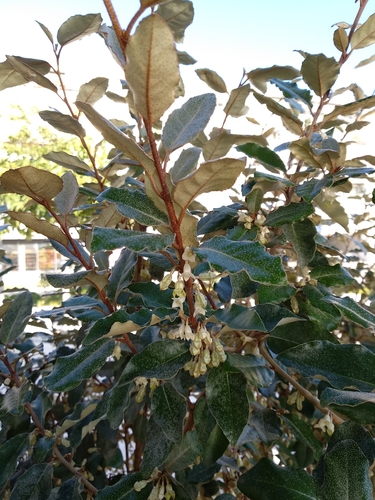 Elaeagnus macrophylla