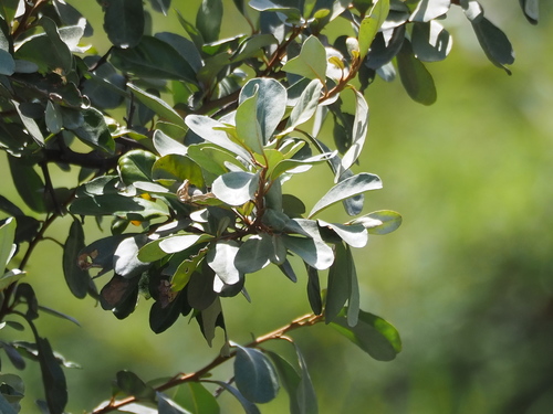 Elaeagnus oldhamii