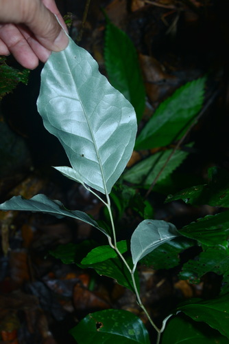 Elaeagnus triflora