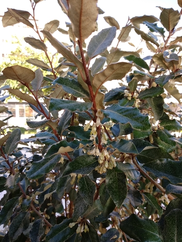 Elaeagnus x ebbingei