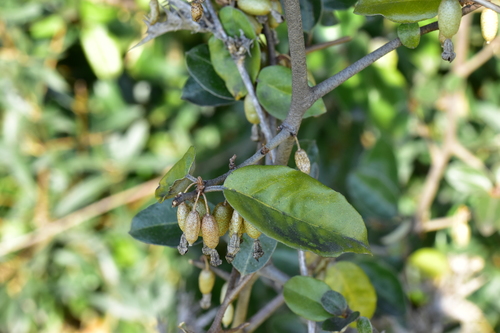 Elaeagnus x ebbingei