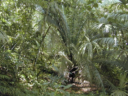 Elaeis oleifera