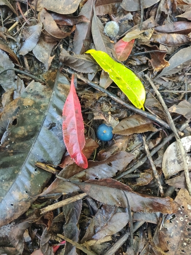 Elaeocarpus angustifolius
