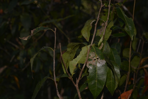 Elaeocarpus arnhemicus