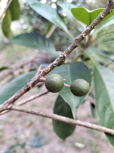 Elaeocarpus eumundi