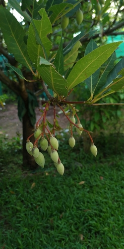 Elaeocarpus grandiflorus