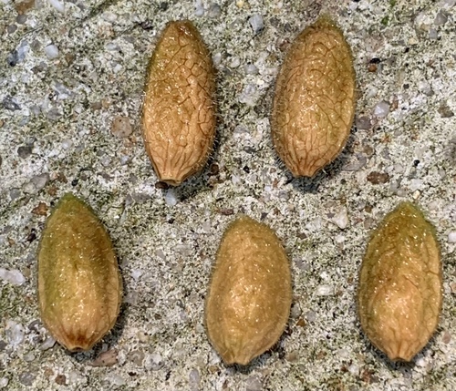 Elaeocarpus griffithii