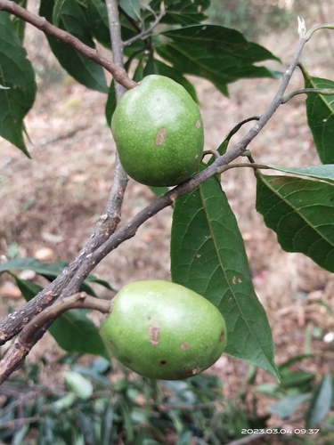 Elaeocarpus lanceifolius