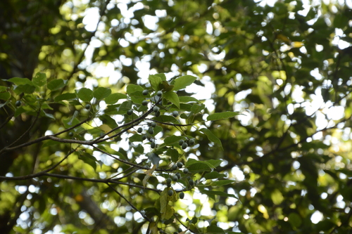 Elaeocarpus munroii
