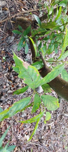 Elaeocarpus sphaericus