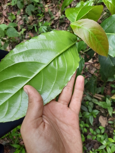 Elaeocarpus tectorius