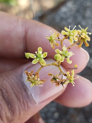 Elaeodendron glaucum