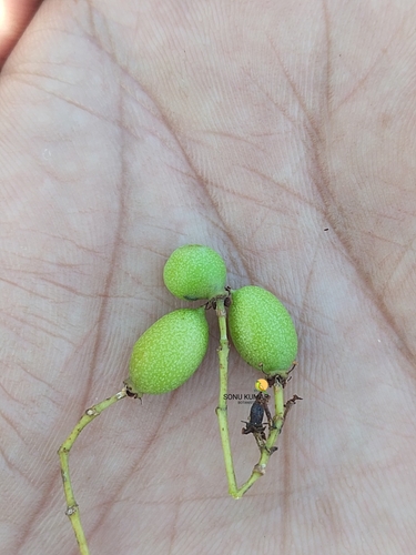 Elaeodendron glaucum