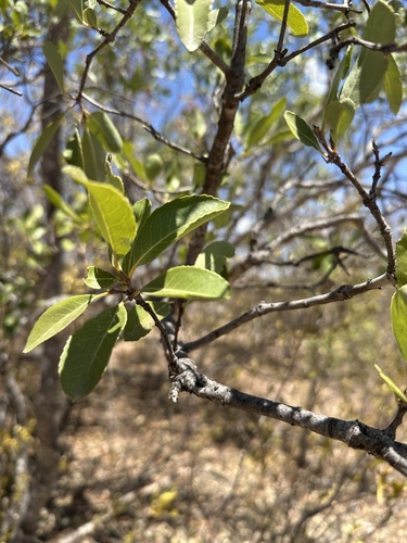 Elaeodendron matabelicum