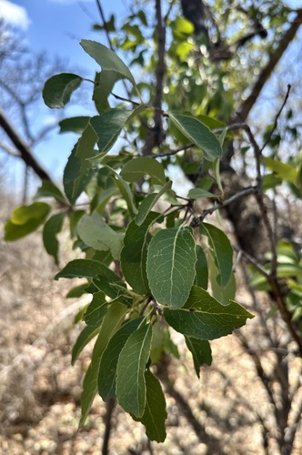 Elaeodendron matabelicum