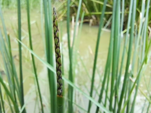 Eleocharis dulcis