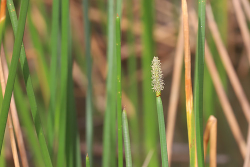 Eleocharis sphacelata