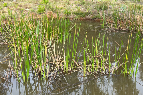Eleocharis sphacelata