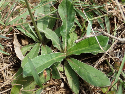 Elephantopus scaber