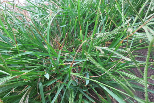 Eleusine coracana