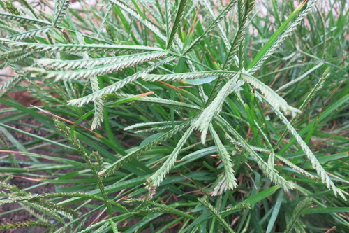 Eleusine coracana