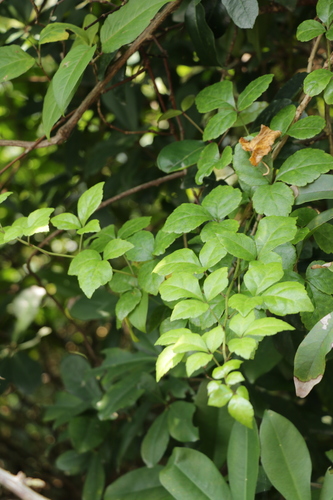 Eleutherococcus trifoliatus
