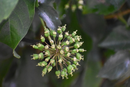 Eleutherococcus trifoliatus
