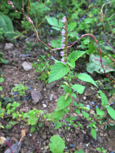 Elsholtzia ciliata
