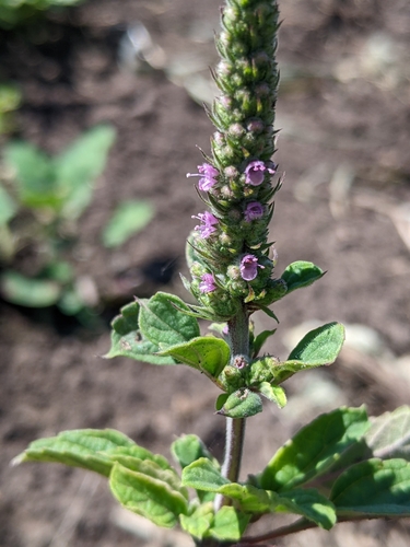 Elsholtzia communis