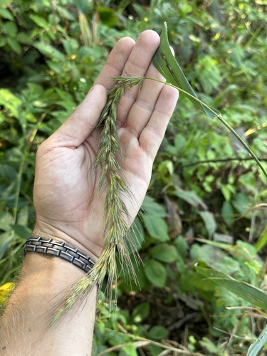 Elymus canadensis