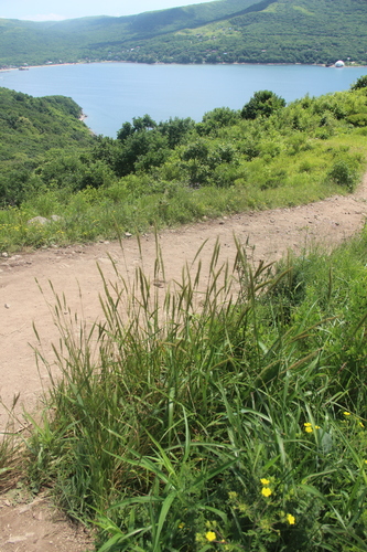Elymus dahuricus