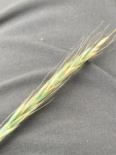Elymus glaucus