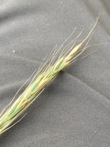 Elymus glaucus