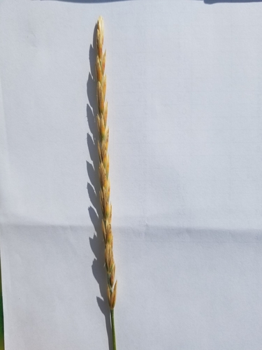 Elymus repens