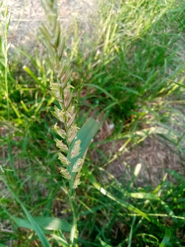 Elymus repens