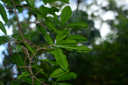Embelia drupacea