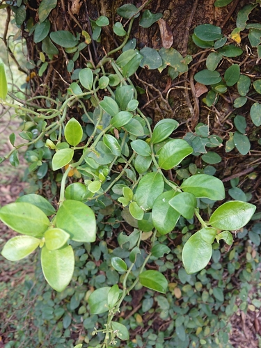 Embelia laeta