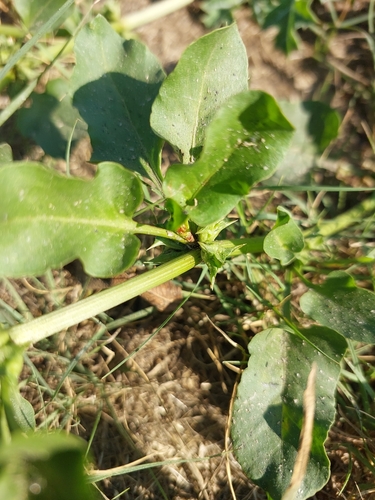 Emex australis